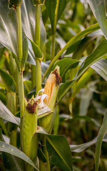 closeup of corn