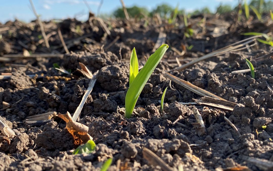 New nitrogen research leads to increased corn profits