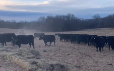 P Removal : Grazing vs. Haying