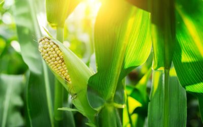 Micronutrients Can Maximize Crop Performance: Micronutrient Spotlight – Boron (Part 2 in series)