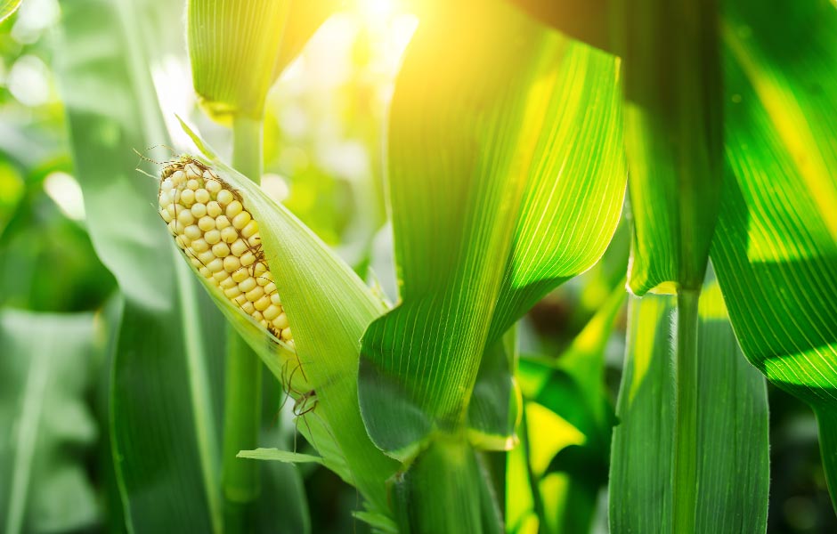 Micronutrients Can Maximize Crop Performance: Micronutrient Spotlight – Boron (Part 2 in series)