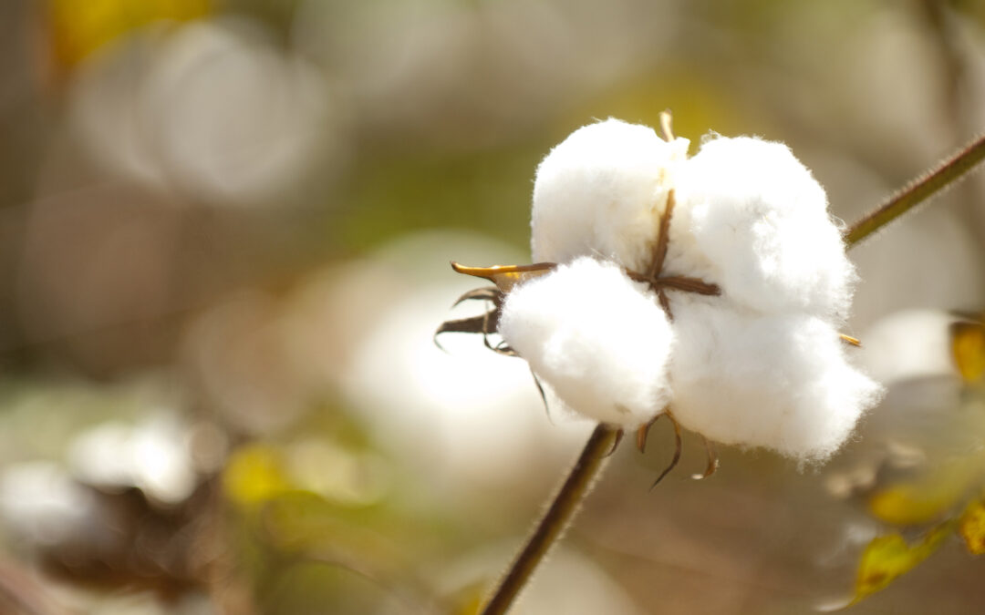Tissue Sampling Alfalfa, clovers, and cotton