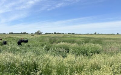 P Removal by Grazing