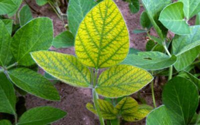 Micronutrient Spotlight – Manganese (Part 6 of 8)