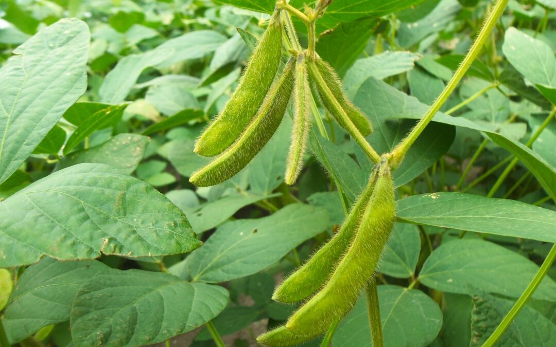 Tissue Sampling Soybeans