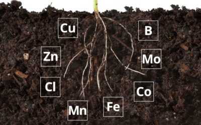 History of Sanborn Field Provides a Window to the Next Generation of Micronutrient Management