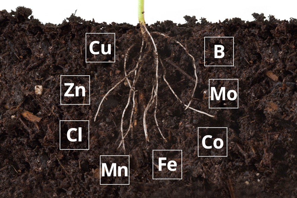 History of Sanborn Field Provides a Window to the Next Generation of Micronutrient Management