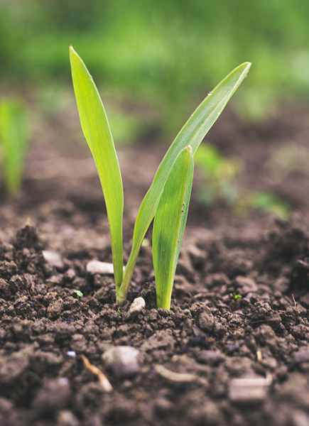 a young plant growing from the ground